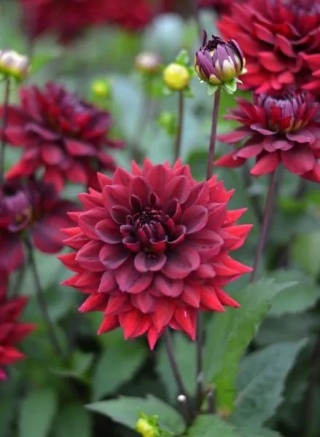 Dahlia Arabian night