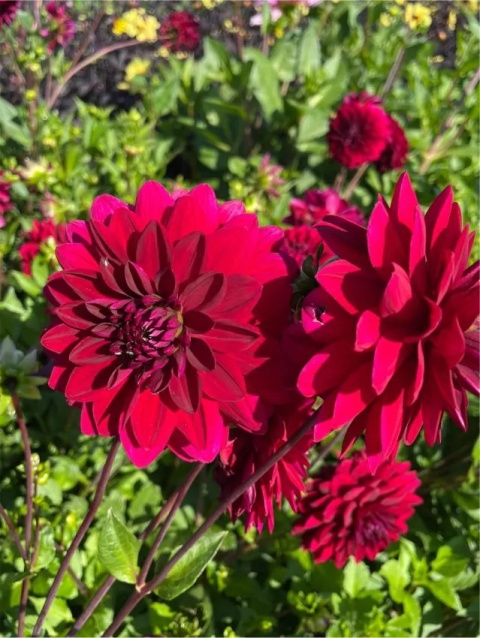 Dahlia Arabian night