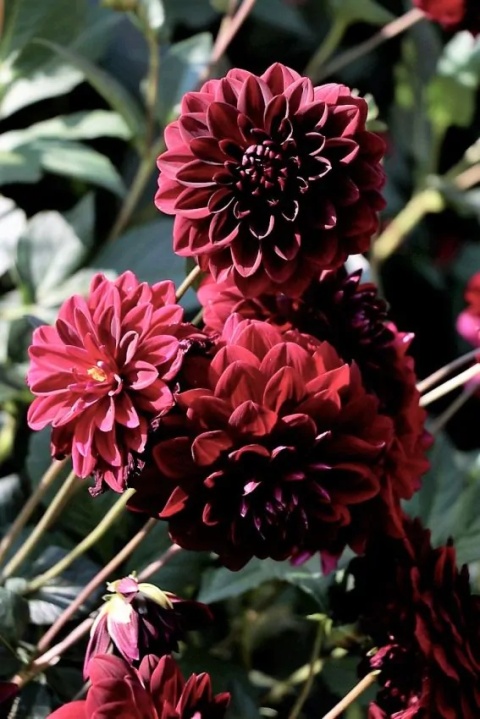 Dahlia Arabian night