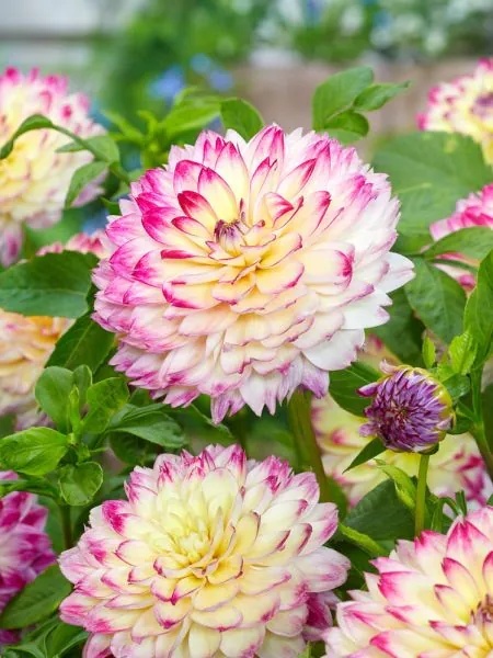 Dahlia Ariko aphrodite