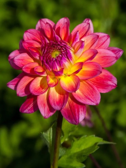 Dahlia Armateras