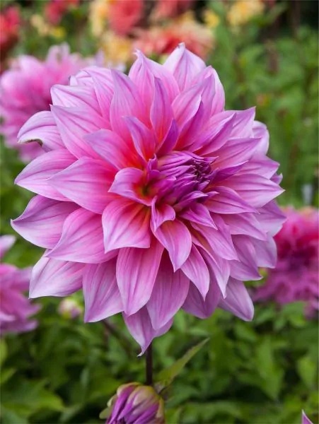 Dahlia Arthur Hambley