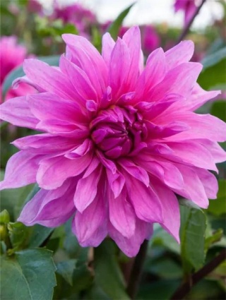 Dahlia Babylon purple