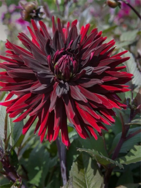Dahlia Black jack