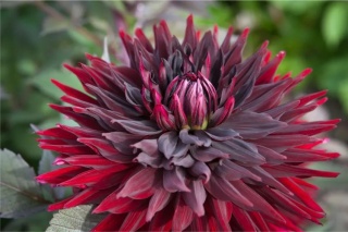 Dahlia Black jack