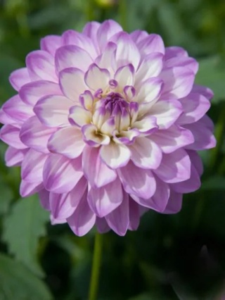 Dahlia Blue bayou