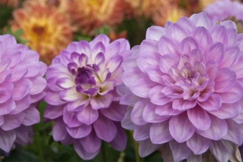 Dahlia Blue bayou