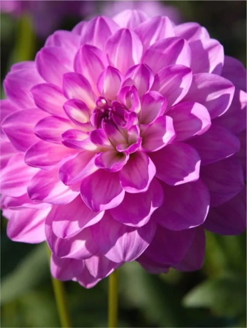 Dahlia Blue bayou