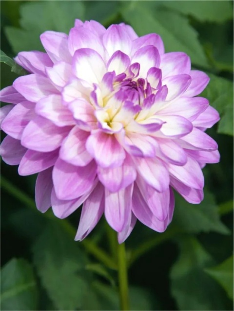 Dahlia Blue bayou