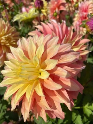 Dahlia Blushing lady