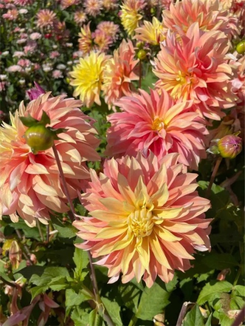 Dahlia Blushing lady