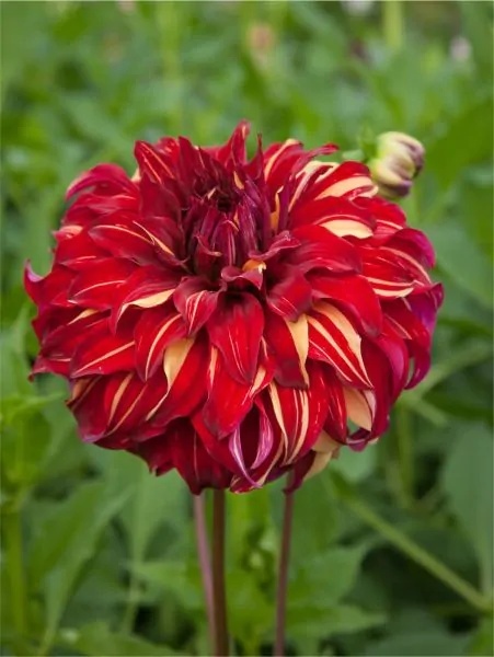 Dahlia Bohemian spartacus