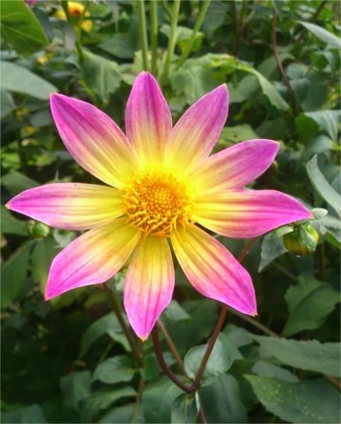 Dahlia Bright Eyes