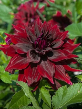 Dahlia Brigitta alida