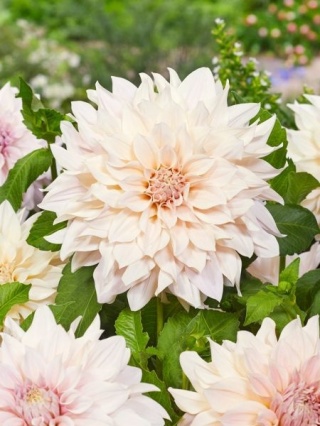 Dahlia Cafe au lait