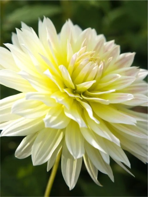 Dahlia Canary fubuki