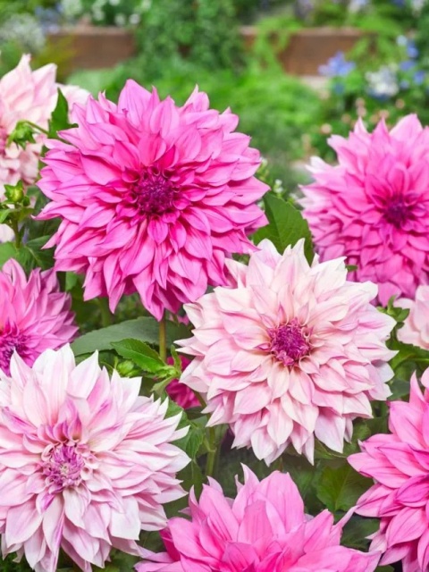 Dahlia Cafe au lait rose