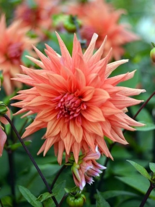 Dahlia Color spectacle