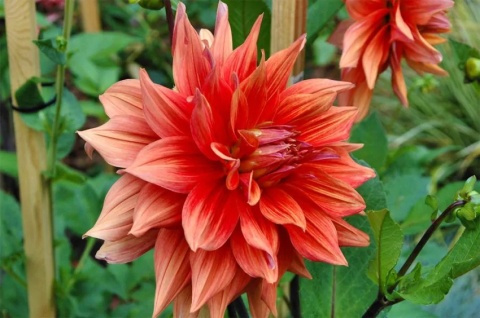 Dahlia Color spectacle