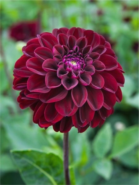 Dahlia Dark spirit