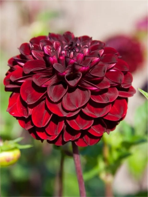 Dahlia Dark spirit