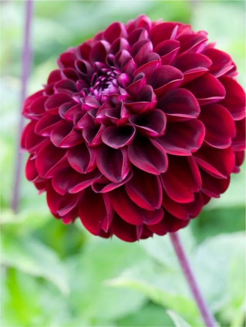 Dahlia Dark spirit