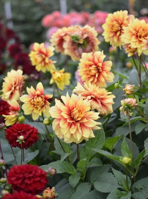 Dahlia Dazzling magic