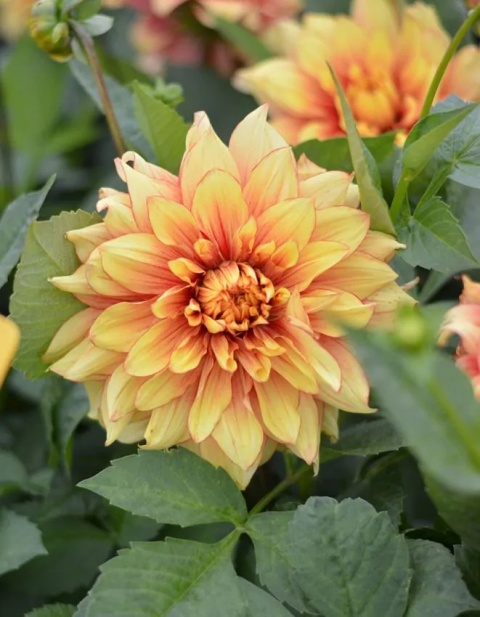 Dahlia Dazzling magic