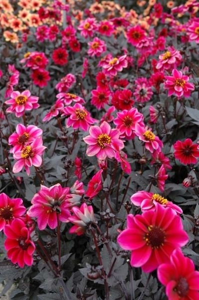 Dahlia Dracula
