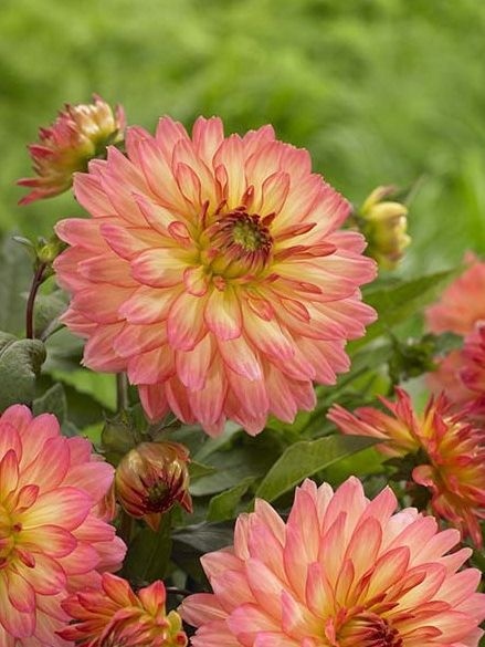 Dahlia Extase
