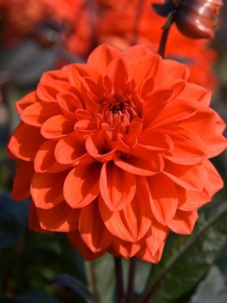 Dahlia Ellen houston