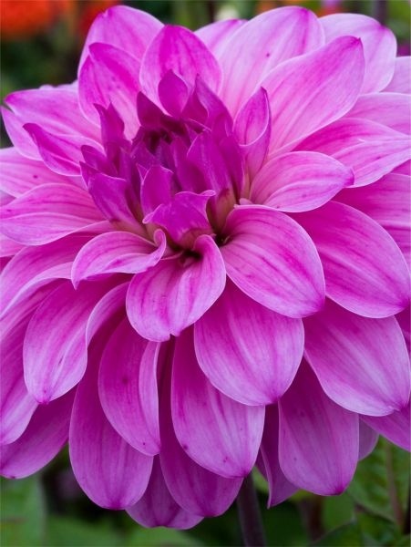 Dahlia Elma e
