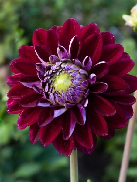 Dahlia Embassy