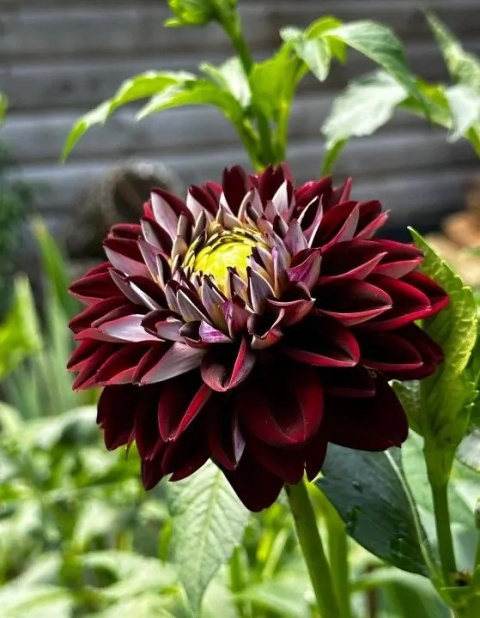 Dahlia Embassy