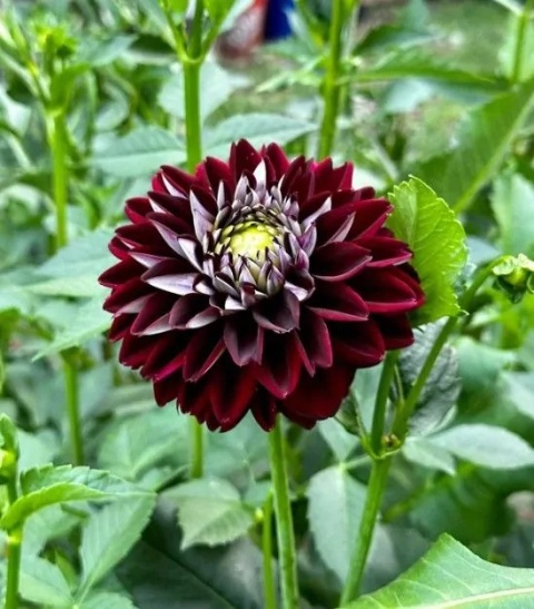 Dahlia Embassy