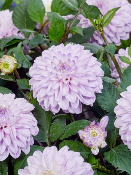 Dahlia Espacio