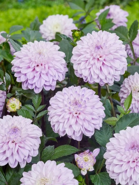 Dahlia Espacio