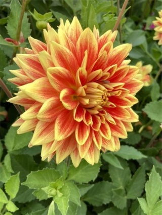 Dahlia Explosion