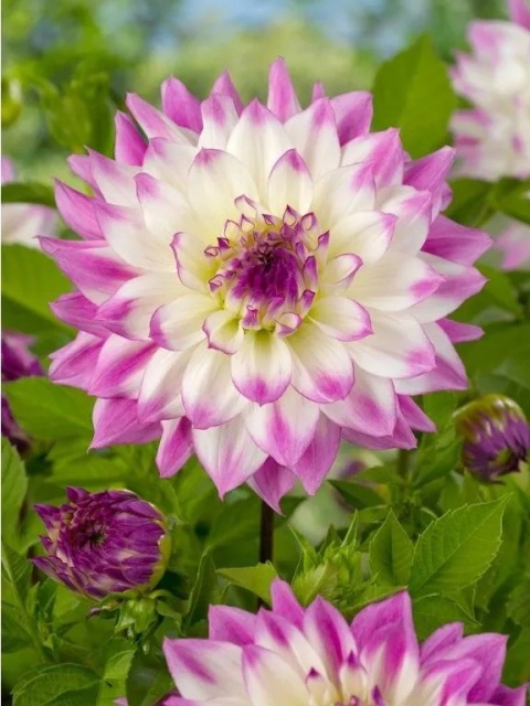 Dahlia Ferncliff illusion