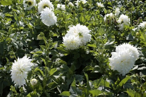 Dahlia Fleurel