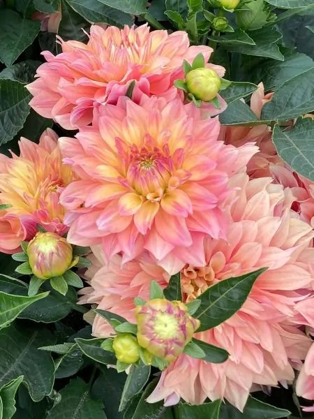 Dahlia Garden desire