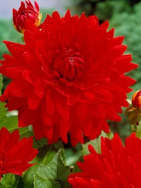Dahlia Garden wonder deco