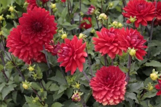 Dahlia Garden wonder deco