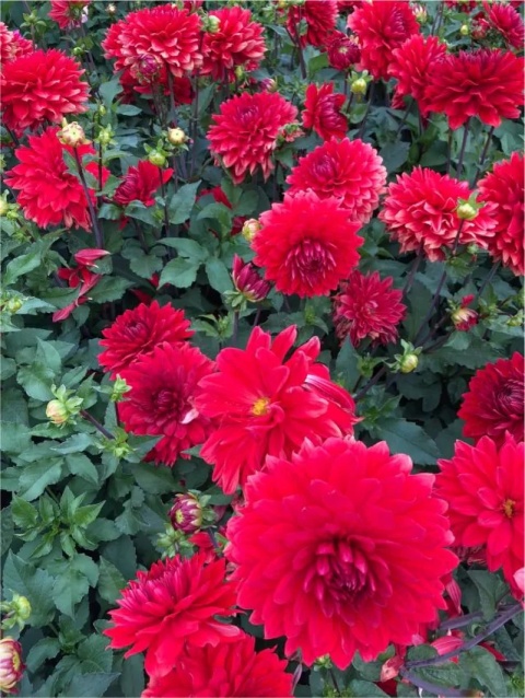 Dahlia Garden wonder deco