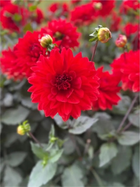 Dahlia Garden wonder deco