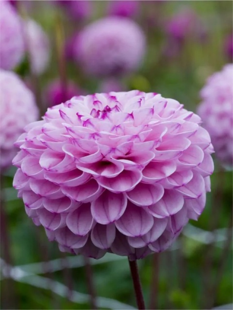 Dahlia Genova