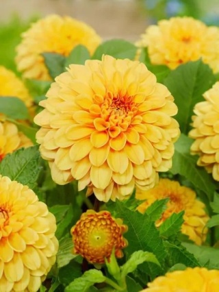Dahlia Golden scepter