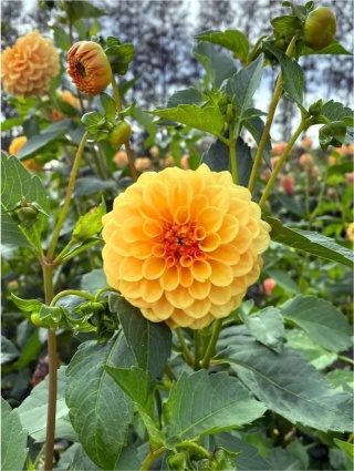 Dahlia Golden scepter