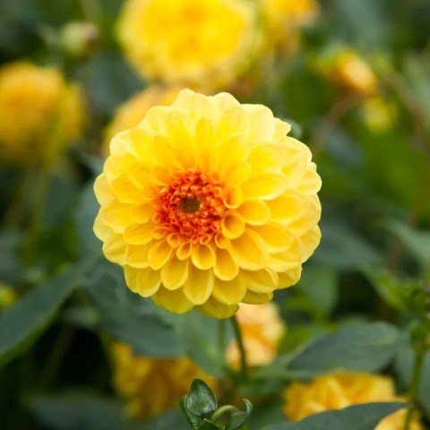 Dahlia Golden scepter