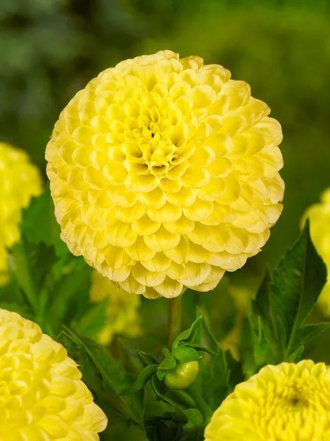 Dahlia Golden torch